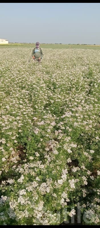 Fertile Agricultural Farm Land Mangrol image 2