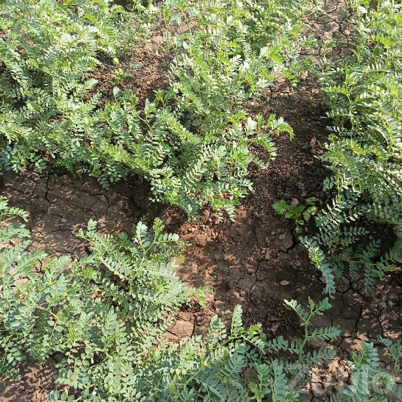 Fertile Agricultural Farm Land Mangrol image 3