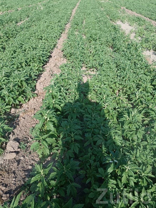 Fertile Agricultural Land with Crop Field