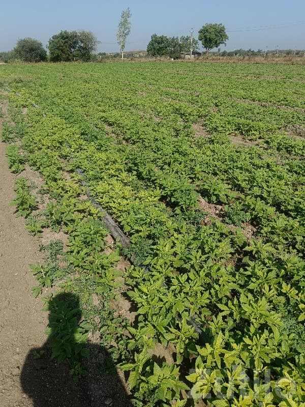 Fertile Agricultural Land with Crop Field image 2
