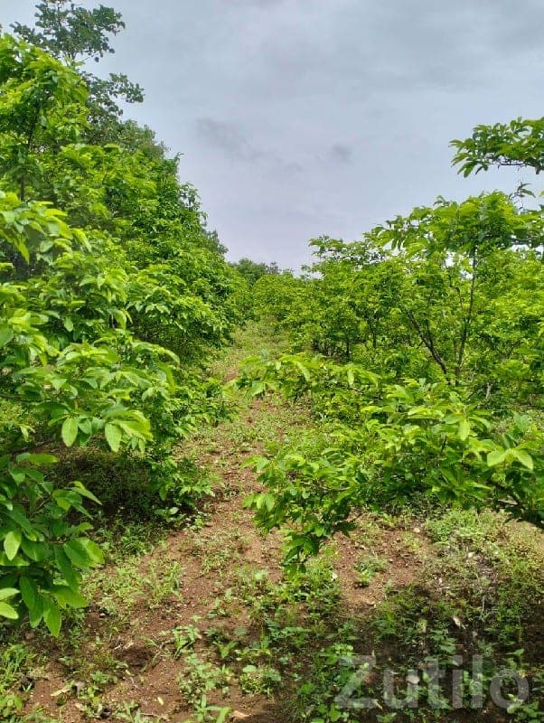 Green Agricultural Land in Mendarda image 1