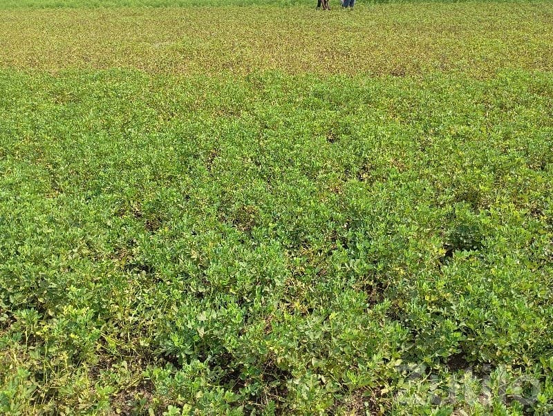 Fertile Agricultural Land in Talala image 1