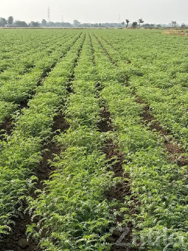 Fertile Agricultural Land in Kutiyana image 1