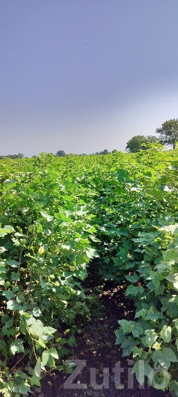 Fertile Green Farmland Plot for Sale