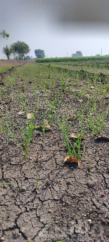 Fertile Green Farmland Plot for Sale image 2