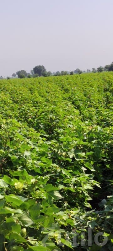 Fertile Green Farmland Plot for Sale image 3