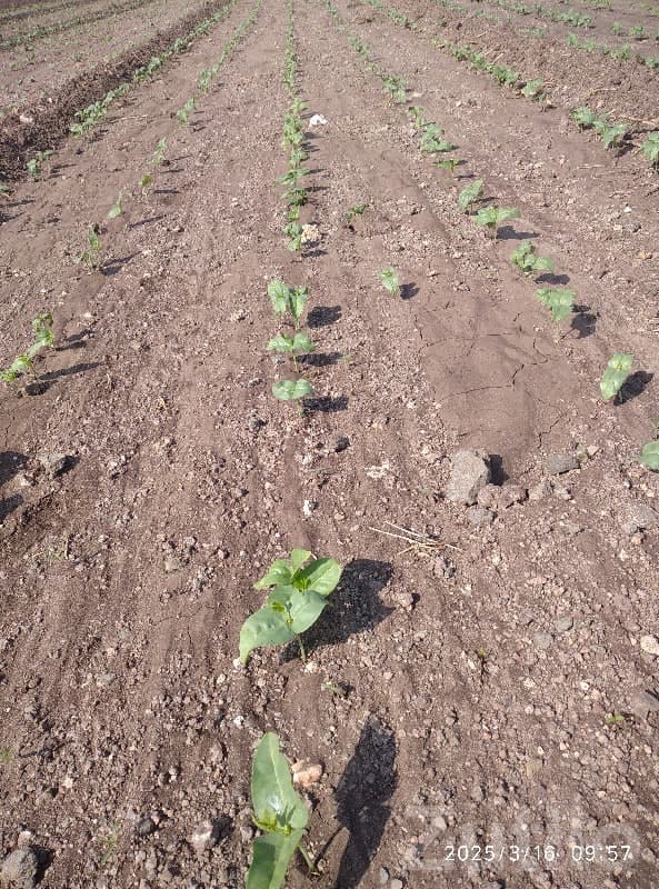 Fertile Farmland Plot in Jamjodhpur image 1