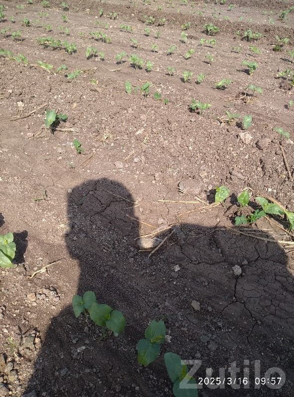 Jamjodhpur Fertile Agricultural Land Plot image 1