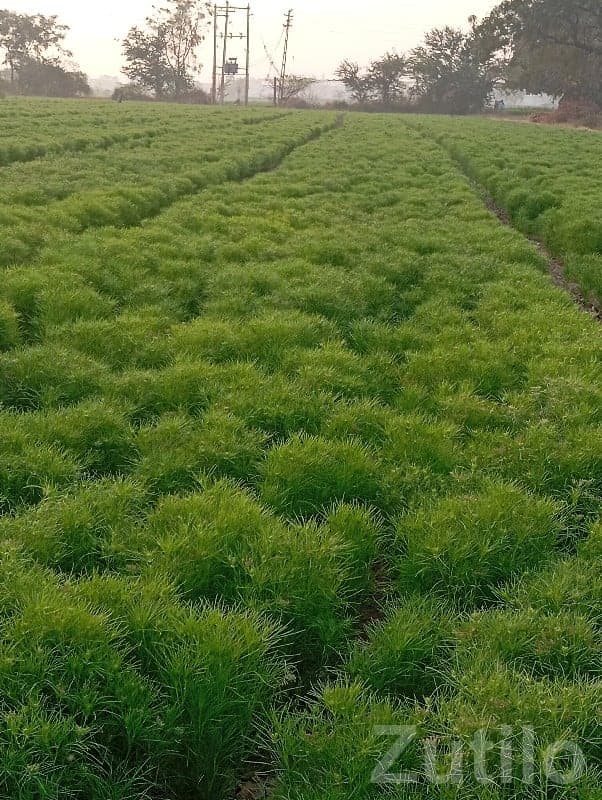 Fertile Green Agricultural Land Plot