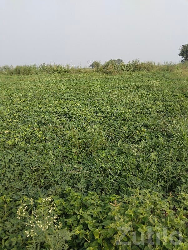 5 Vigha Fertile Green Farmland Plot
