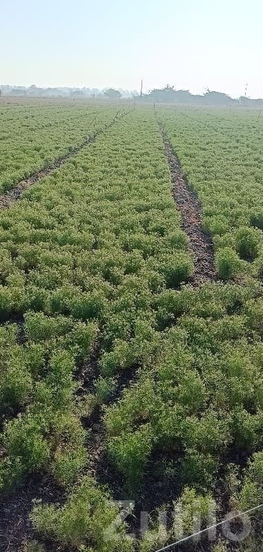 Fertile Agriculture Land in Bhanvad