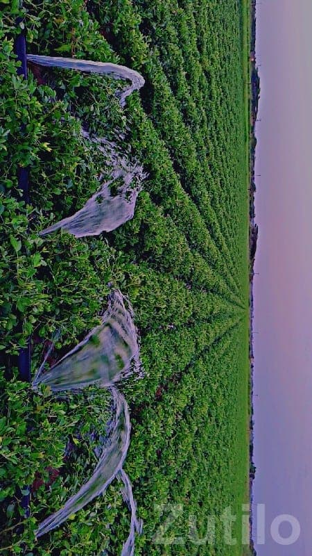 Fertile Agriculture Land in Bhanvad image 3