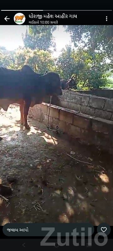 Agricultural Land with Cow Shed, Dhoraji