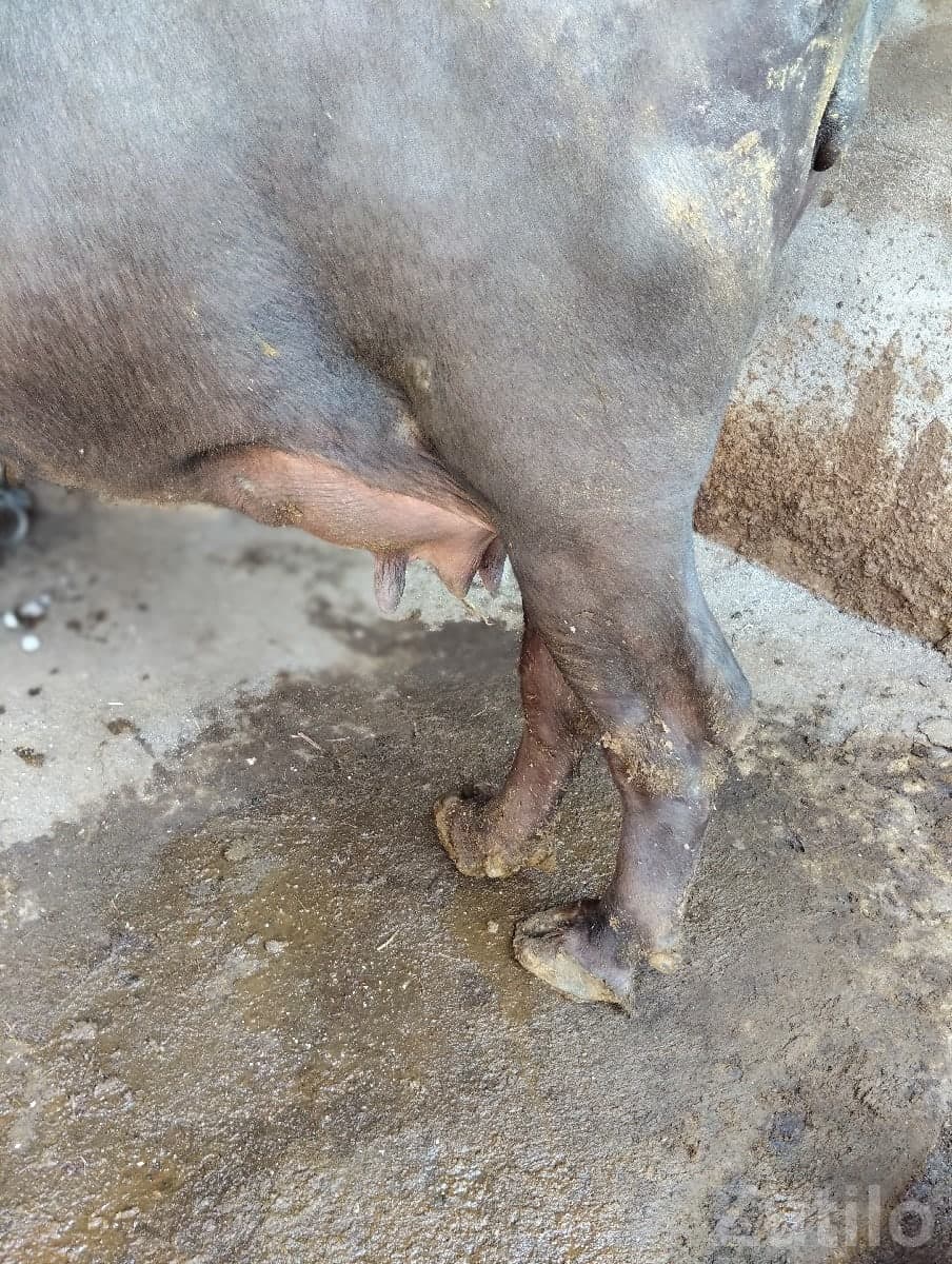 Healthy Dairy Buffalo For Sale