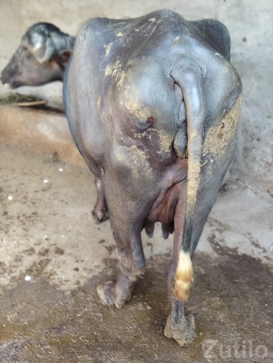 Healthy Dairy Buffalo For Sale image 2