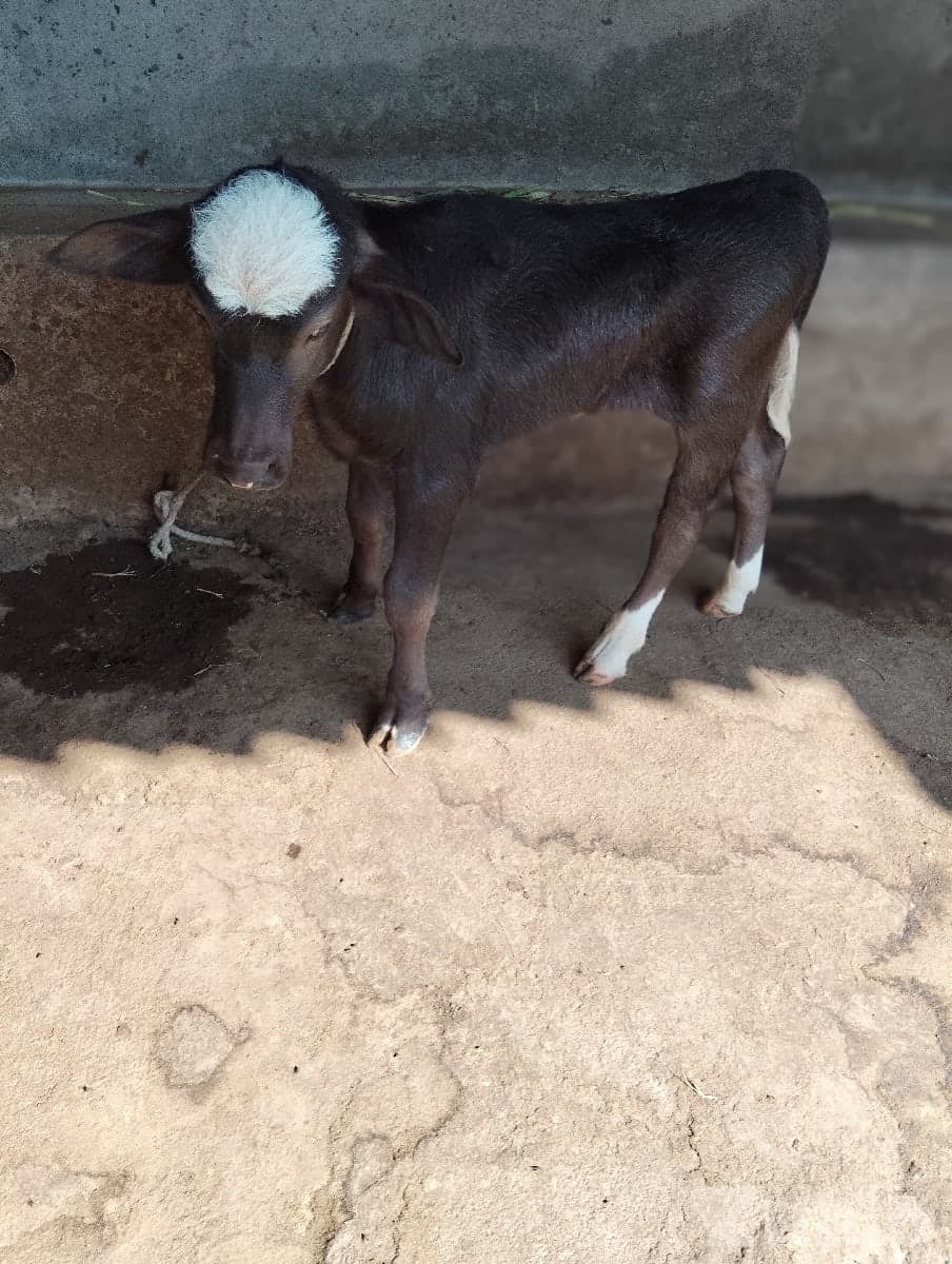 Healthy Dairy Buffalo For Sale image 3