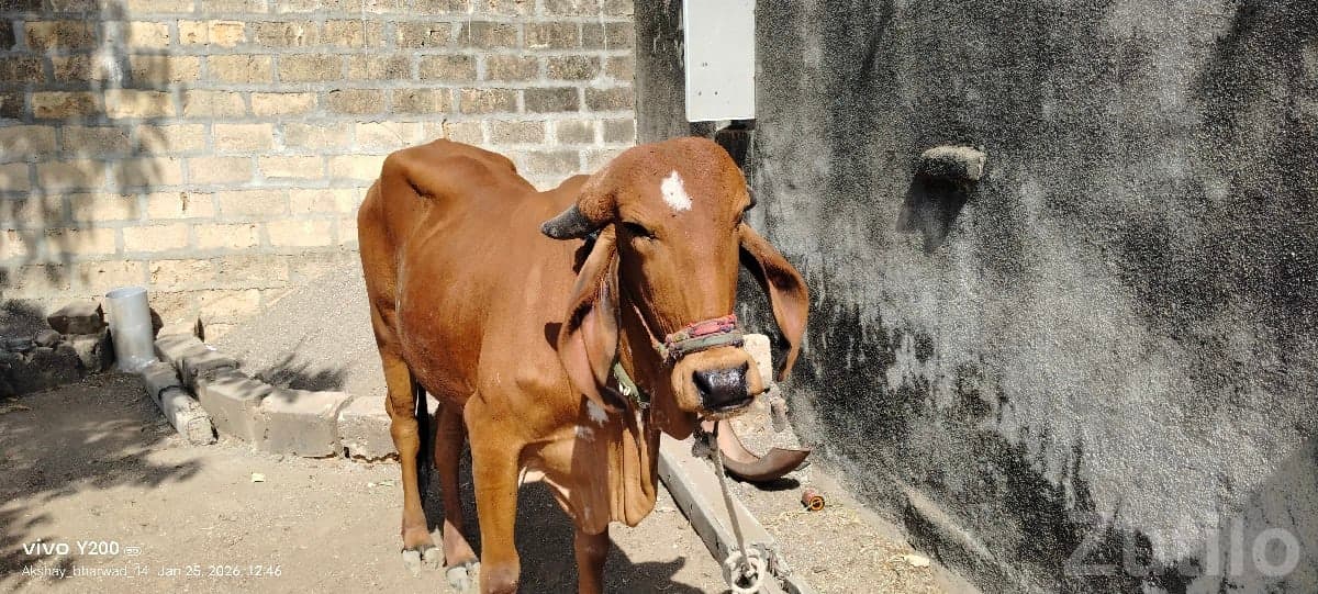 Gir Cow 3 Years Old Pregnant - Cattle & Goats - Bhanvad - Image 2