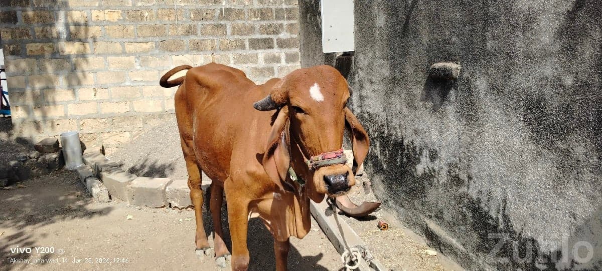 Gir Cow 3 Years Old Pregnant - Cattle & Goats - Bhanvad - Image 3