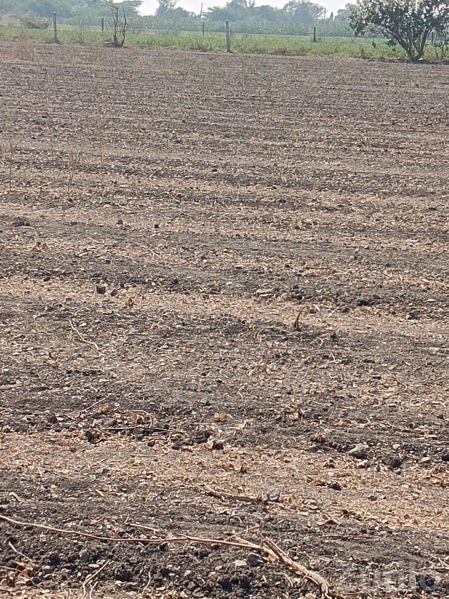 Agricultural Land for Sale in Khadiya - જમીન અને પ્લોટ - માણાવદર - Image 2