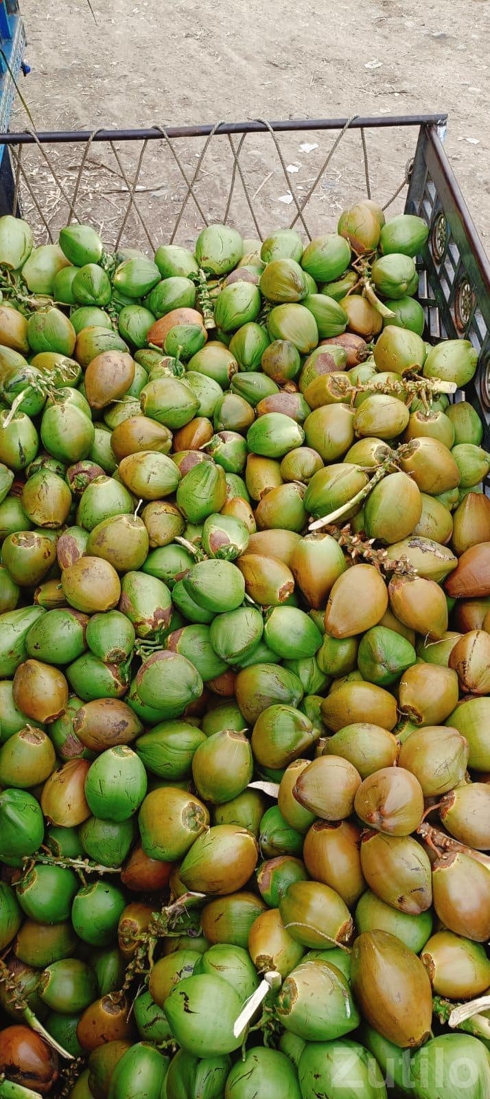 Coconut - વિવિધ - જુનાગઢ - Image 1