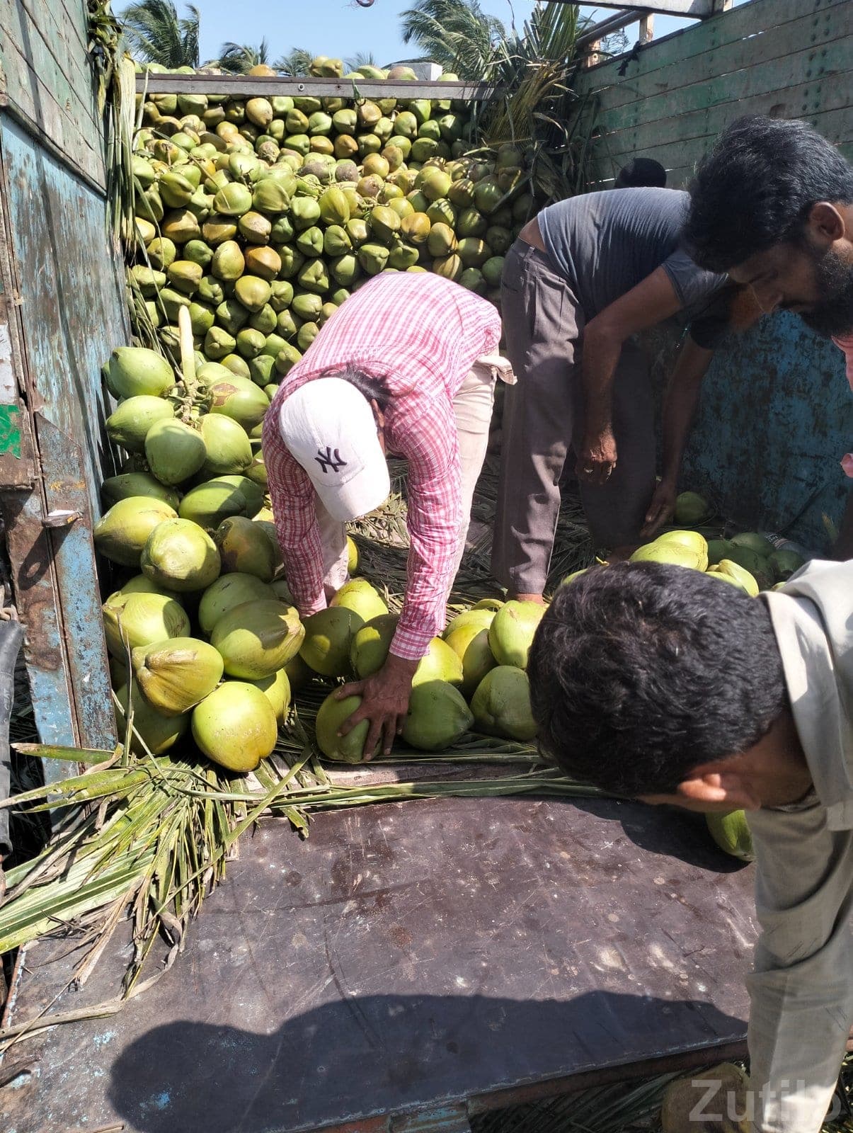 Coconut - વિવિધ - જુનાગઢ - Image 2