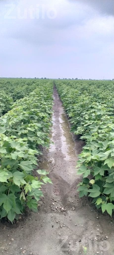 Farm Labour Job for 20 Workers - Labour / Helper - Halvad - Image 1