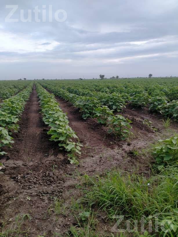 Farm Labour Job for 20 Workers - Labour / Helper - Halvad - Image 2