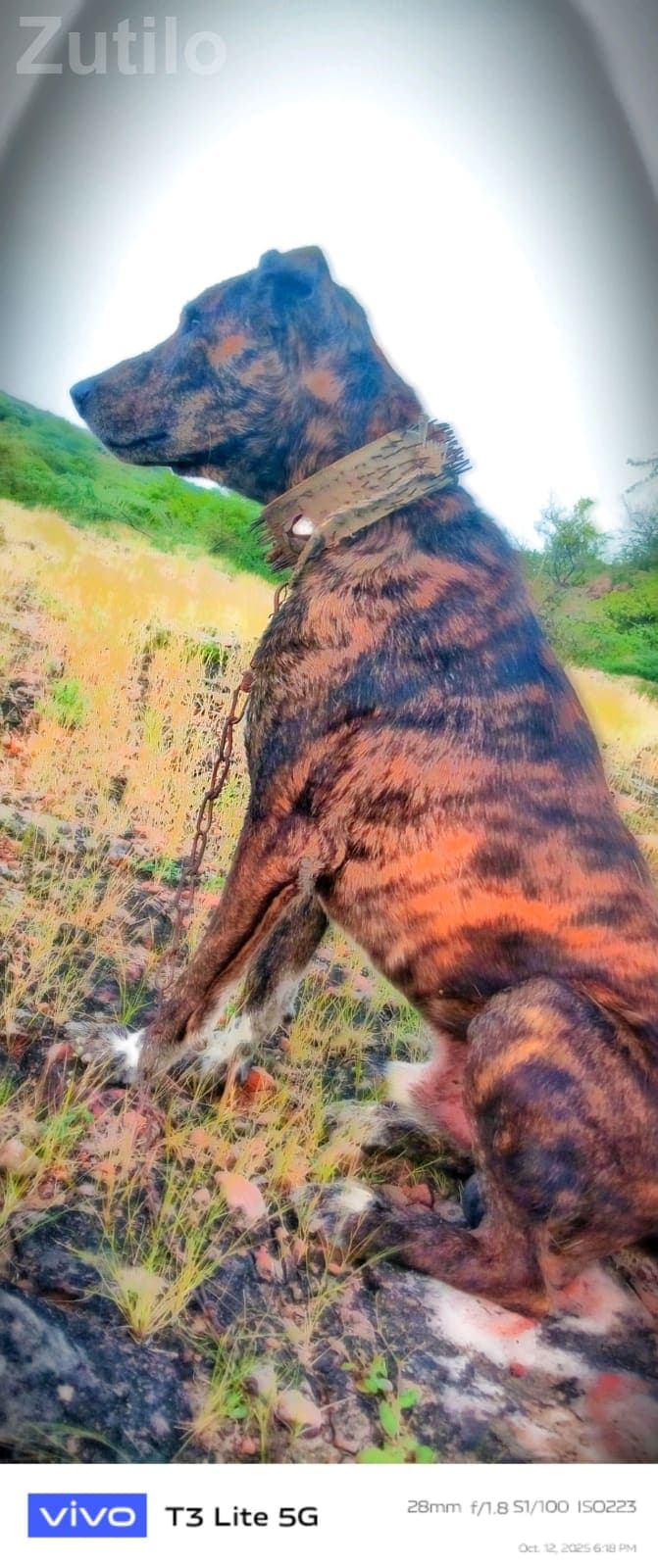 20000 - Commercial Property - Ranpur - Image 2