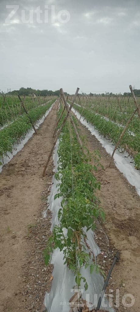 10 mm Strong Wire Bundles for Vegetable Support - ટૂલ્સ અને હાર્ડવેર - વંથલી - Image 3