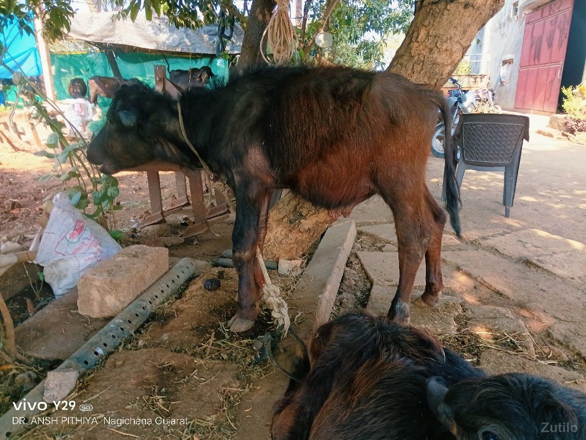 pado vechvani che pado vechvani che