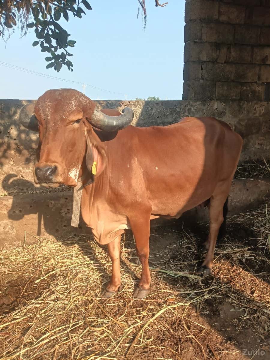 Gay vesvani se Gay vesvani se