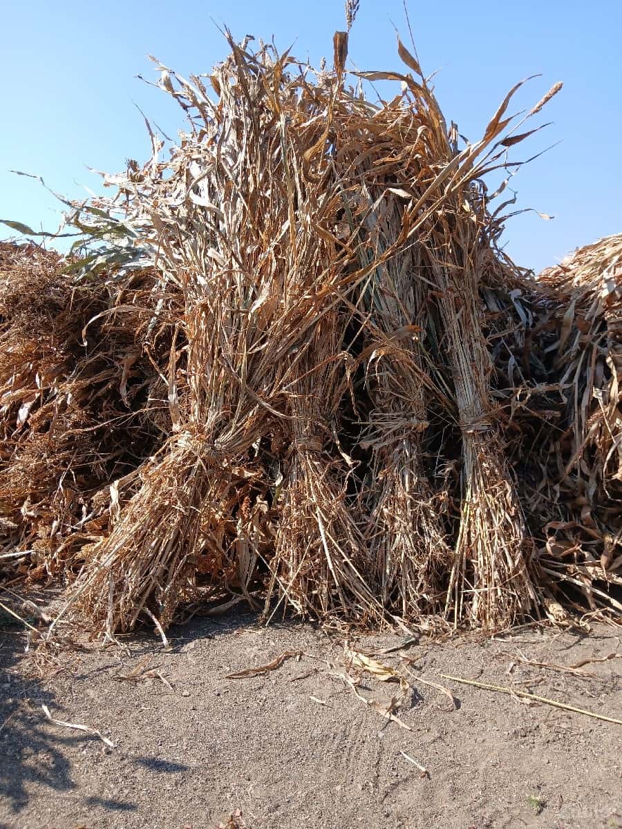 જુવાર ની નીરણ વેચવાની છે જુવાર ની નીરણ વેચવાની છે