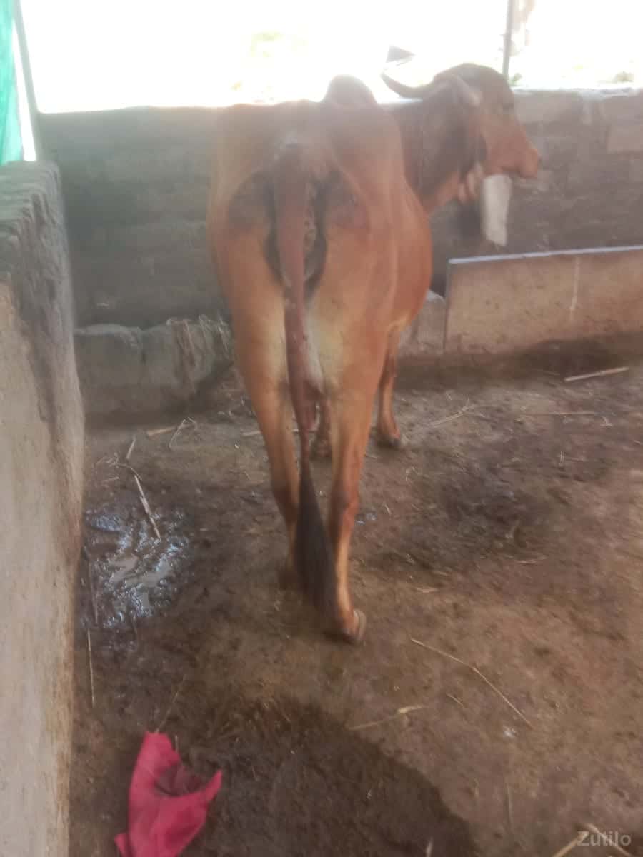 WhatsApp Phone karoસાટા કરવા ના WhatsApp Phone karoસાટા કરવા ના