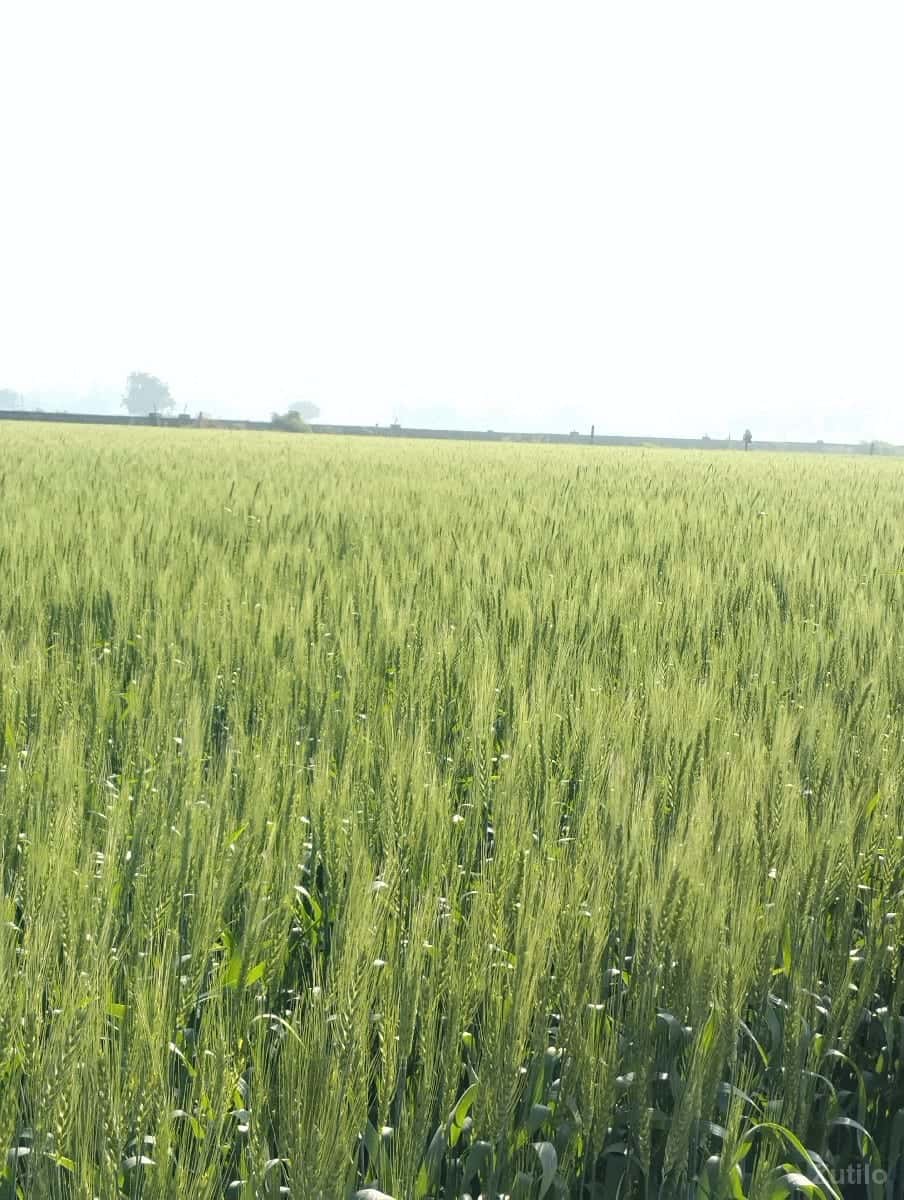 જમીન વેચવાની જમીન વેચવાની