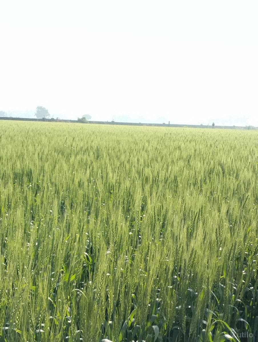 જમીન વેચવાની