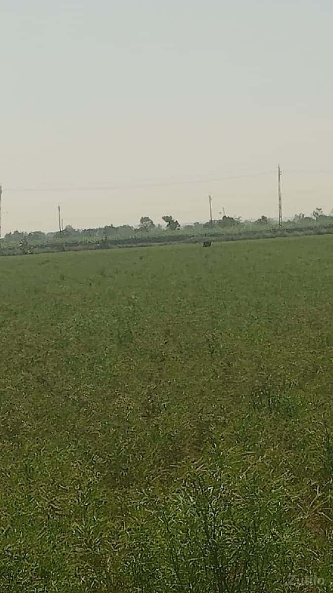 જમીન ભાડે જોઈ છે પડતર કે પાણી વગર ન જમીન ભાડે જોઈ છે પડતર કે પાણી વગર ન