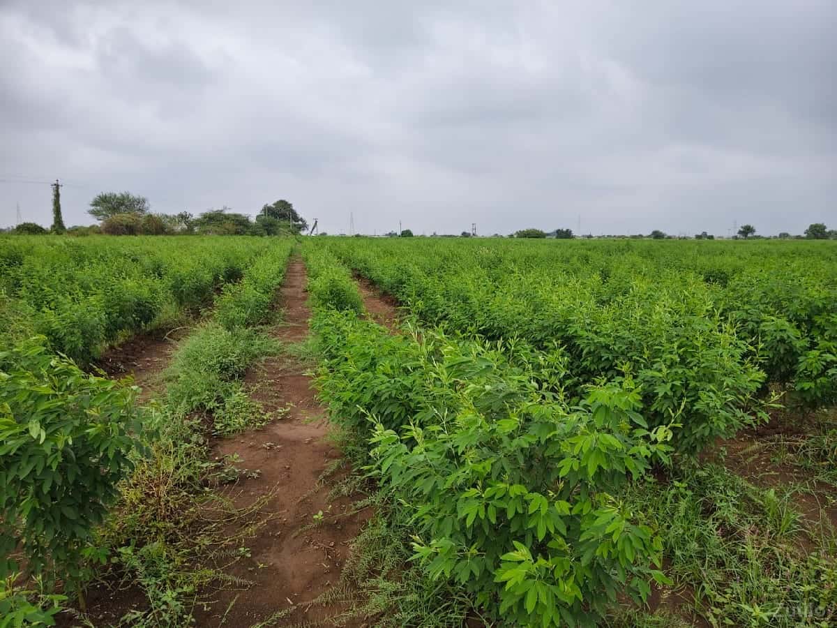 25 વિઘા ખેતી ની જમીન વેચવાની છે 25 વિઘા ખેતી ની જમીન વેચવાની છે