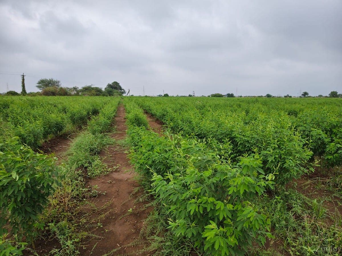 25 વિઘા ખેતી ની જમીન વેચવાની છે - Land & Plots - Patan City - Image 1