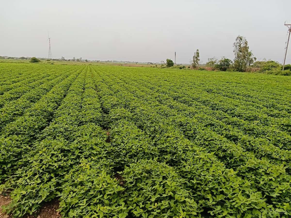 khety ni jamin 15 vigha khety ni jamin 15 vigha