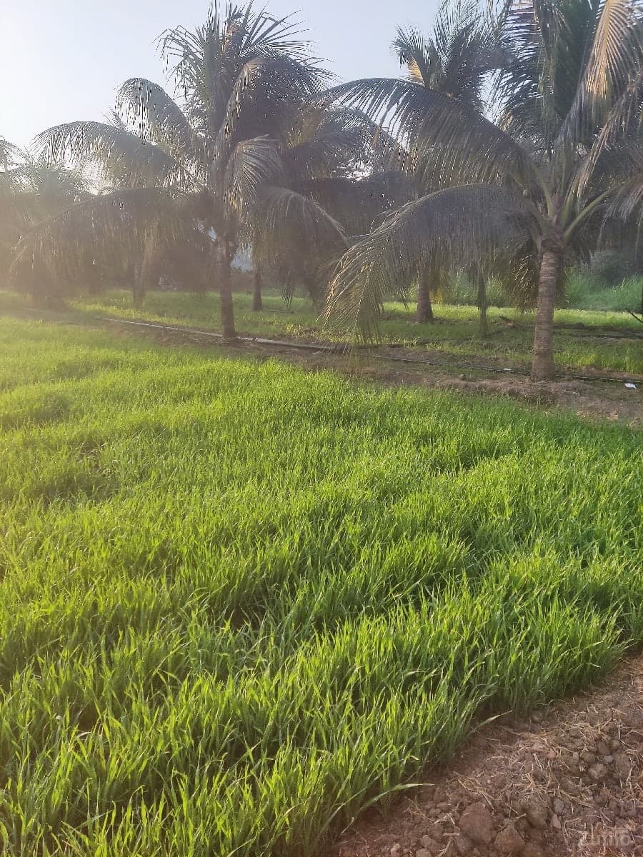 લાઠોદરા ગામ જમીન વેચવાની છે