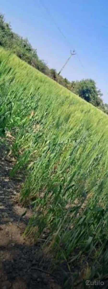 ગામ:ફુલઝર તા:બાબરા જિ:અમરેલી જમિન ગામ:ફુલઝર તા:બાબરા જિ:અમરેલી જમિન