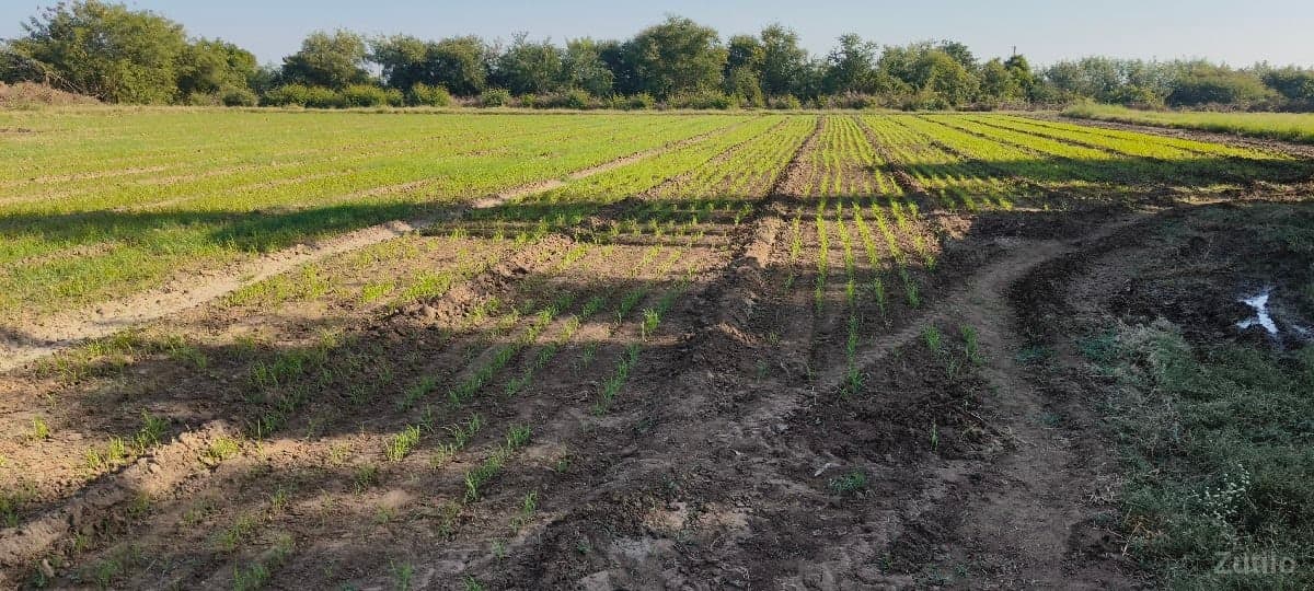 જમીન વેસવાની