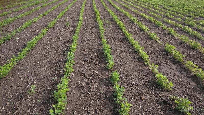 જમીન વેચવાની 17 વીઘા ભાવ 7 લાખ જમીન વેચવાની 17 વીઘા ભાવ 7 લાખ