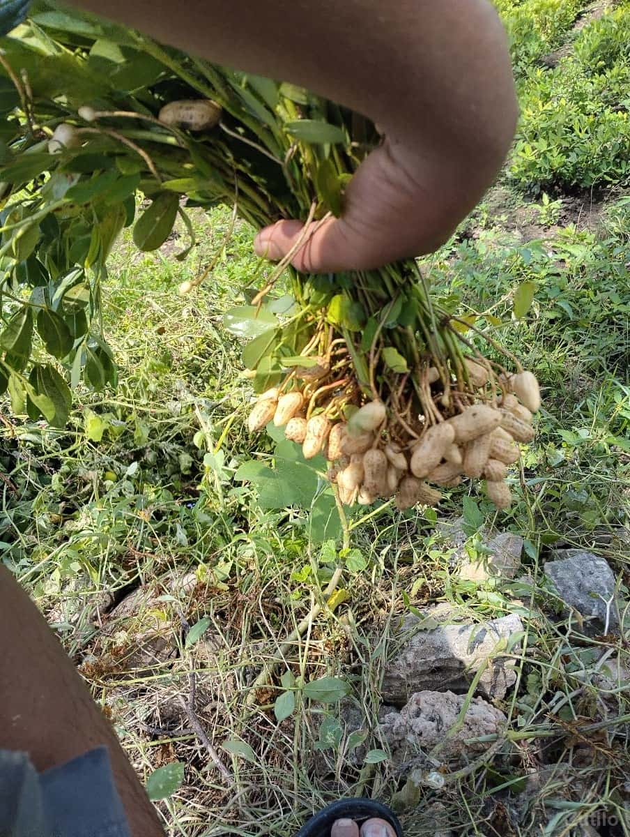 9328056066 9328056066