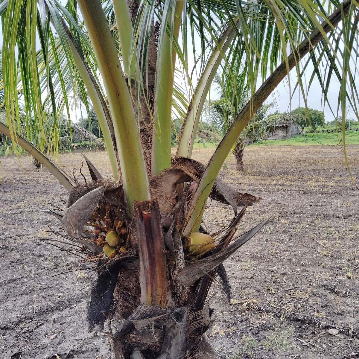 ગામ. રાતિધાર. તાલુકો. તાલાલા.ji ગામ. રાતિધાર. તાલુકો. તાલાલા.ji