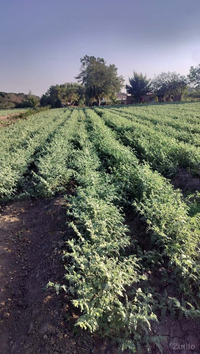 જામીન વેચવાની છે જામીન વેચવાની છે