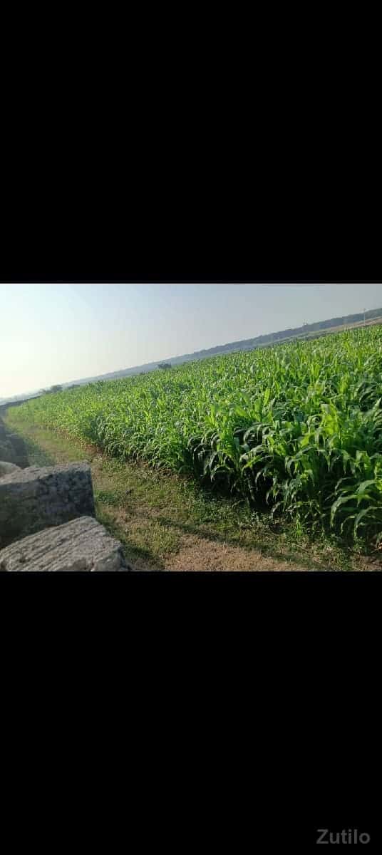 મકાઈનો ઘેરો વેચવાનો છે મકાઈનો ઘેરો વેચવાનો છે