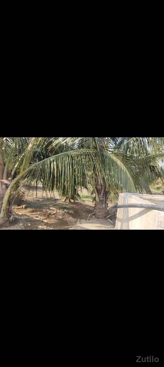 જમીન..વેચવાની..છે.બગીચો જમીન..વેચવાની..છે.બગીચો