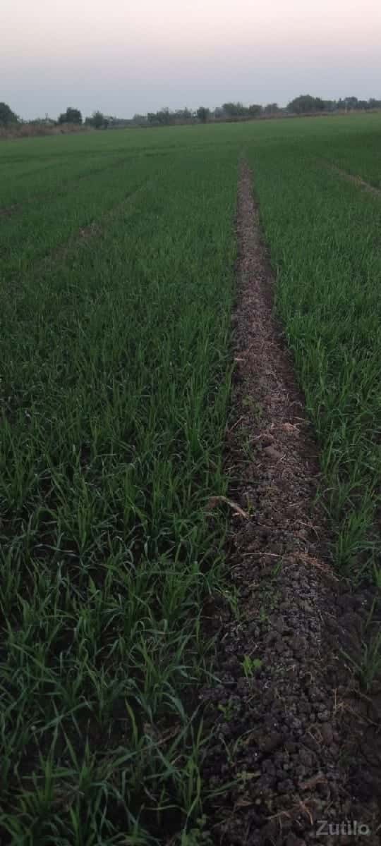 લેવી છે માંતા ધરતી 5 થી 10વિઘા લેવી છે માંતા ધરતી 5 થી 10વિઘા