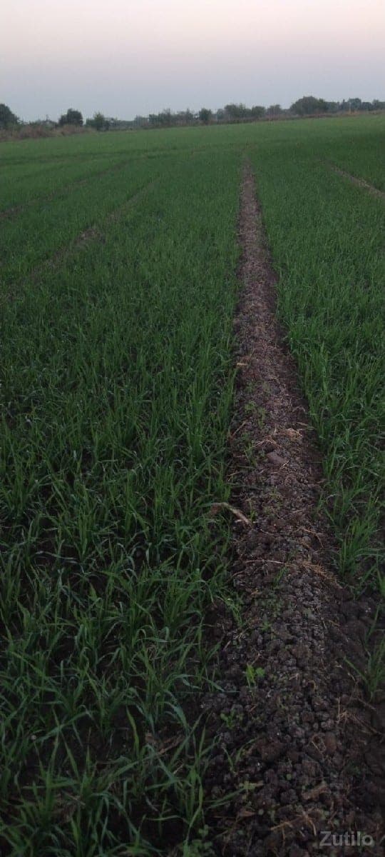 લેવી છે માંતા ધરતી 5 થી 10વિઘા લેવી છે માંતા ધરતી 5 થી 10વિઘા